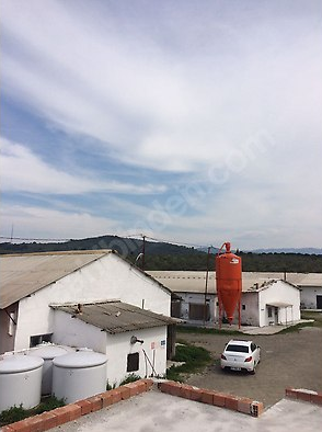 Satilik Tavuk Ciftligi 85 Binlik Faal Kurulu Is Yeri Aciliyetten Kiralik Satilik Kumeshane Satilik Kumes Hayvanlari Ve Ekipmanlari